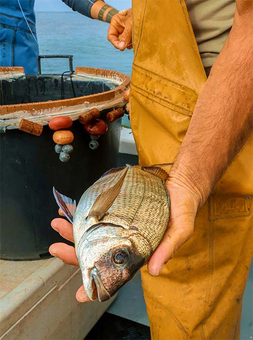 Pêcheur de Carqueiranne tenant une daurade fraîche pêchée à la ligne sur son bateau — arrivage direct au restaurant L'Aventure