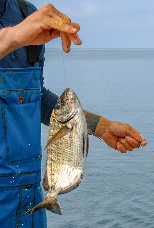 Pêcheur de Carqueiranne tenant une daurade fraîche pêchée à la ligne sur son bateau — arrivage direct au restaurant L'Aventure